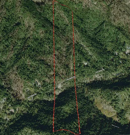 a view of a forest with a tree