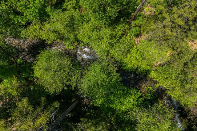 a view of a lush green forest with lots of trees