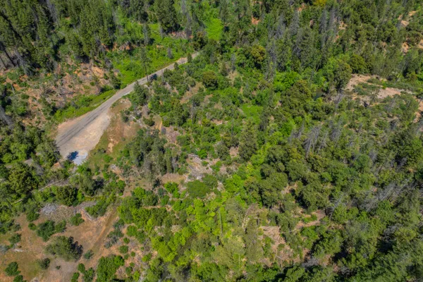 a view of a garden with a plant