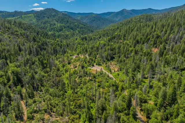 a view of a lush green forest with a mountain