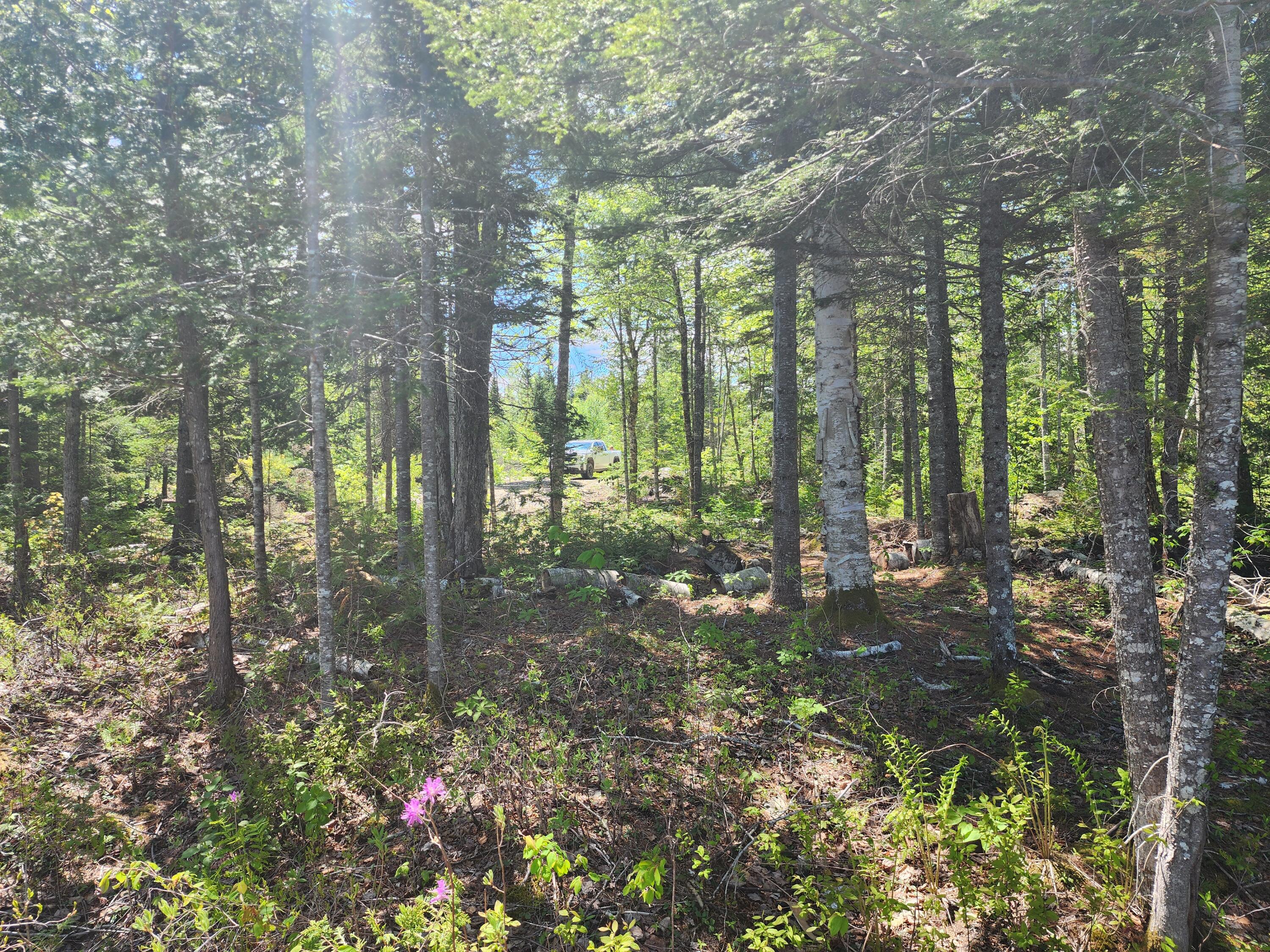 Lot L Center Road Cooper, ME 04657 - Photo 14 of 16 20250528_122016