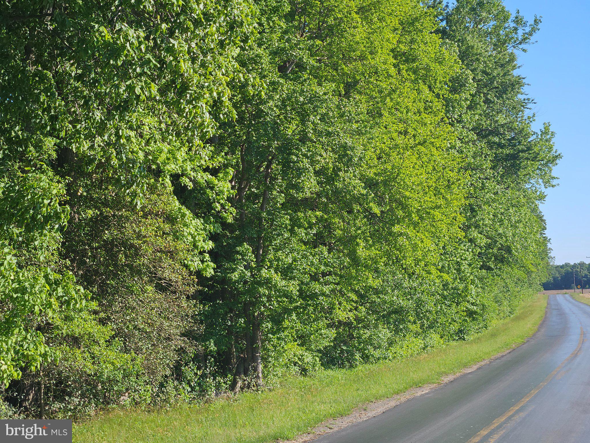 Lot 4 River Road Greensboro, MD 21639 - Photo 8 of 8 Lush greenery lining a tranquil road.