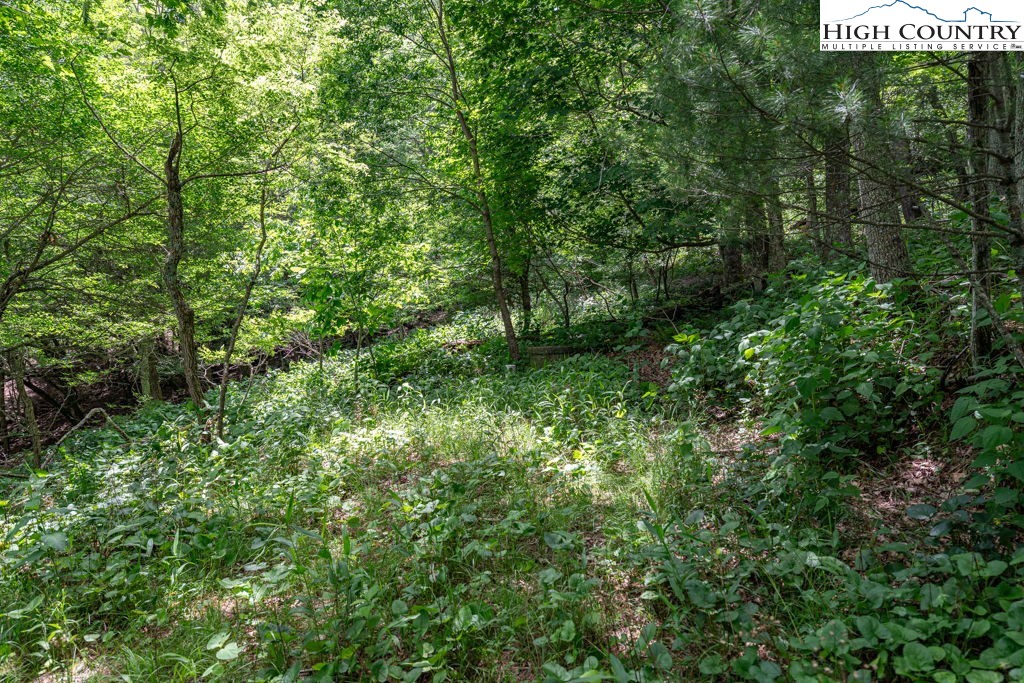 Lot 36 Indian Springs Road Boone, NC 28607 - Photo 11 of 15 a view of a lush green forest with large trees