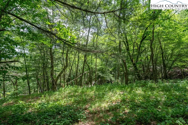 a view of a lush green forest