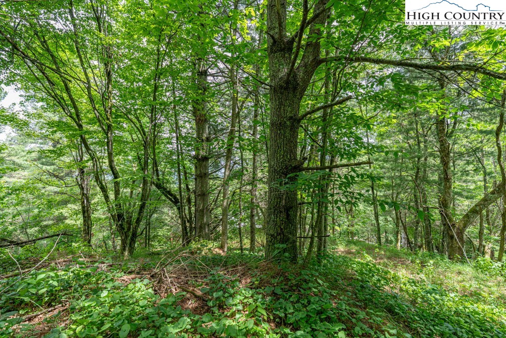 Lot 36 Indian Springs Road Boone, NC 28607 - Photo 13 of 15 a view of a lush green forest with lots of trees