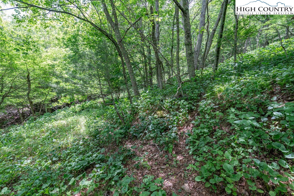 Lot 36 Indian Springs Road Boone, NC 28607 - Photo 14 of 15 a view of a lush green forest