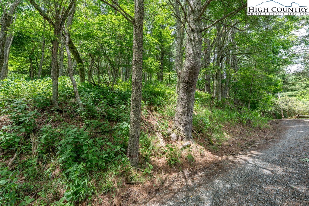 Lot 36 Indian Springs Road Boone, NC 28607 - Photo 6 of 15 a view of a lush green forest