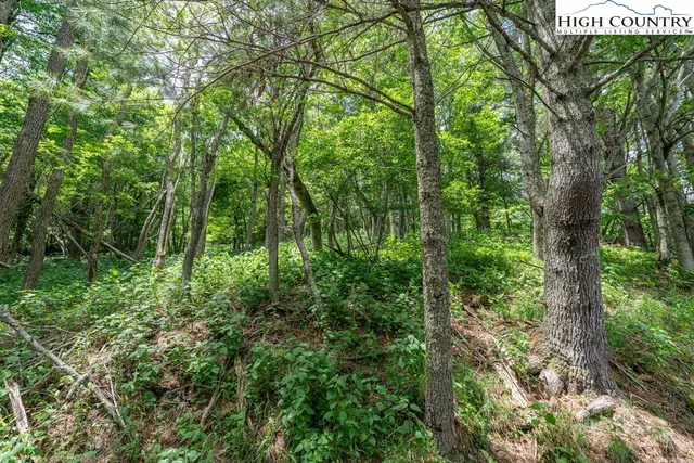 a view of a lush green forest
