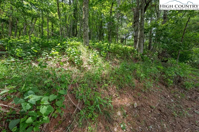 a view of a lush green forest