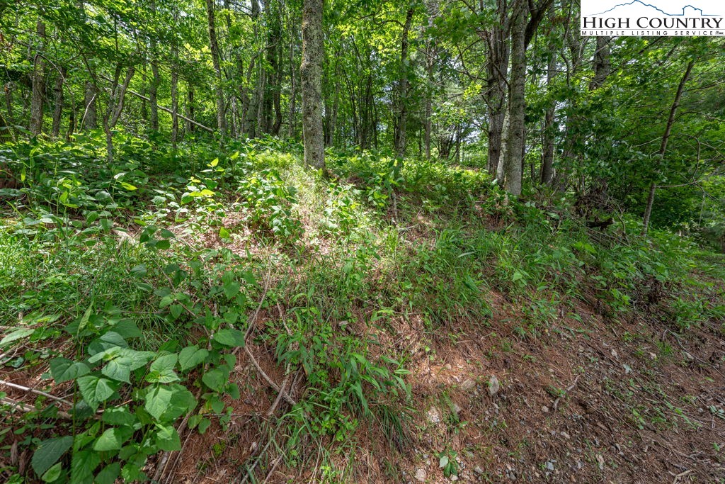 Lot 36 Indian Springs Road Boone, NC 28607 - Photo 8 of 15 a view of a lush green forest