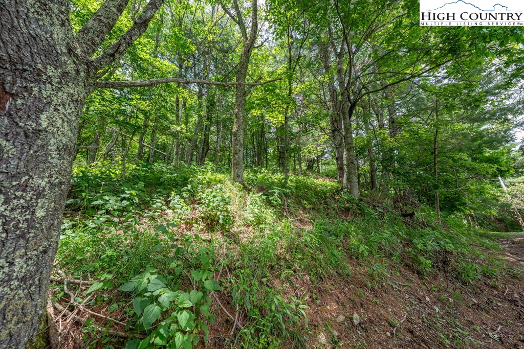 Lot 36 Indian Springs Road Boone, NC 28607 - Photo 9 of 15 a view of a lush green forest
