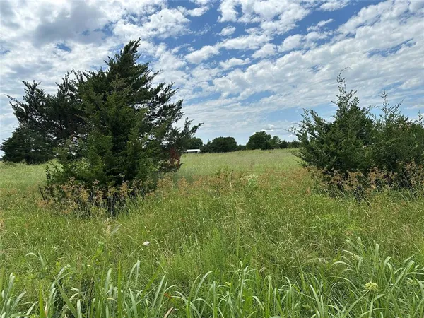 a view of a yard with plants and a tree