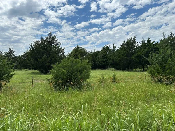 a view of a green field with plants in the background