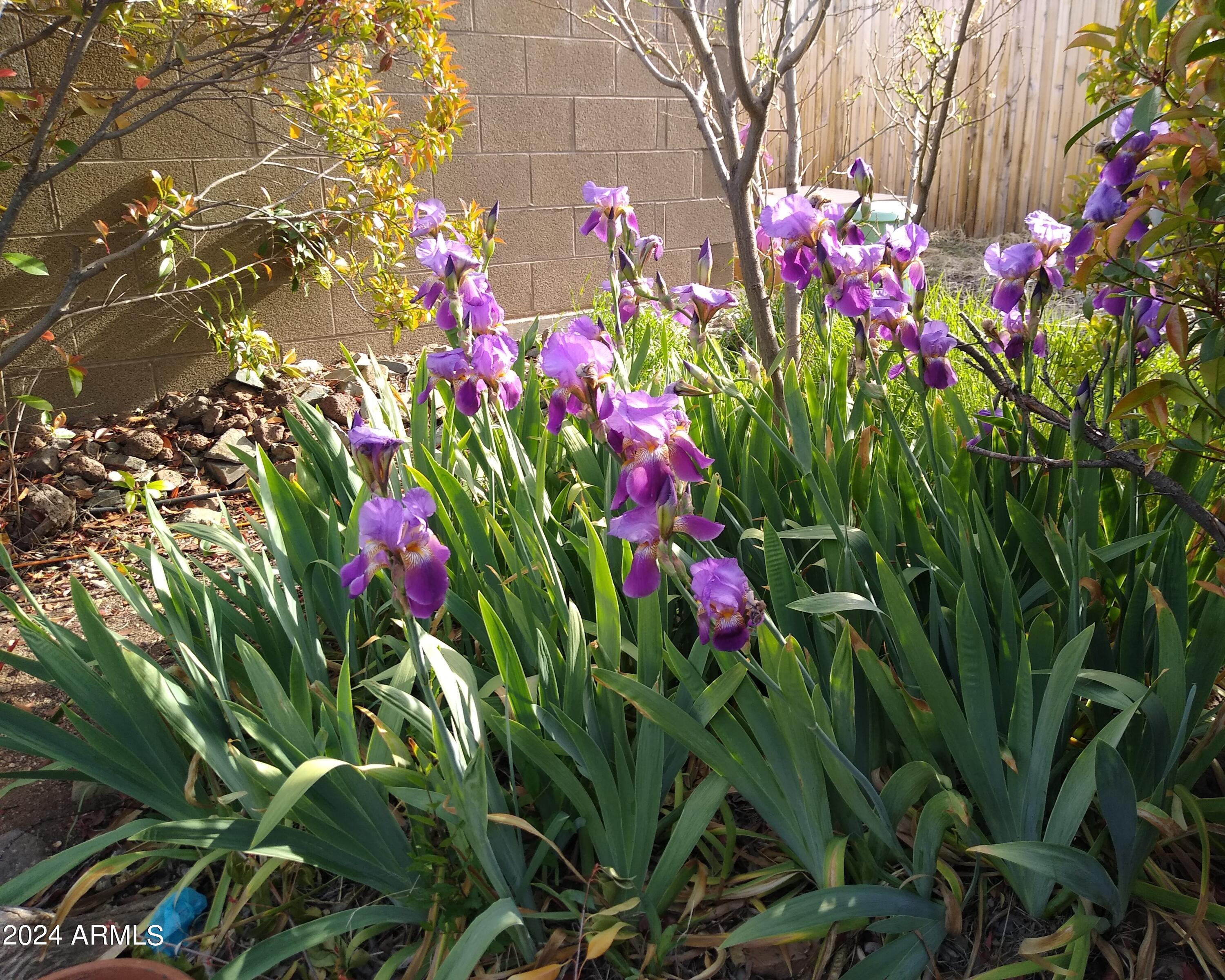 3442 North Tower Road Prescott Valley, AZ 86314 - Photo 48 of 64 Barn -Spring Iris