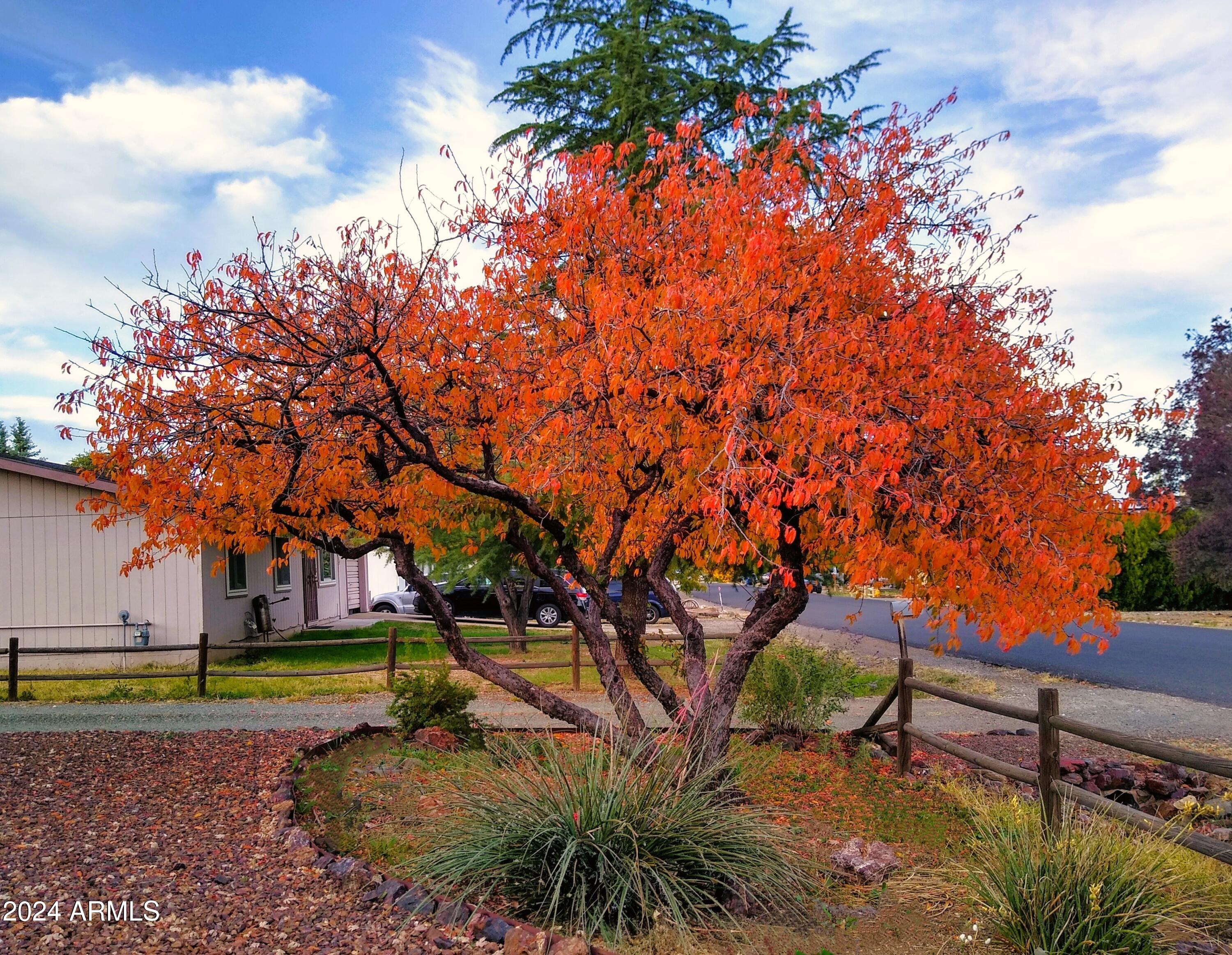 3442 North Tower Road Prescott Valley, AZ 86314 - Photo 53 of 64 House Front Yard - Plum Tree - Fall