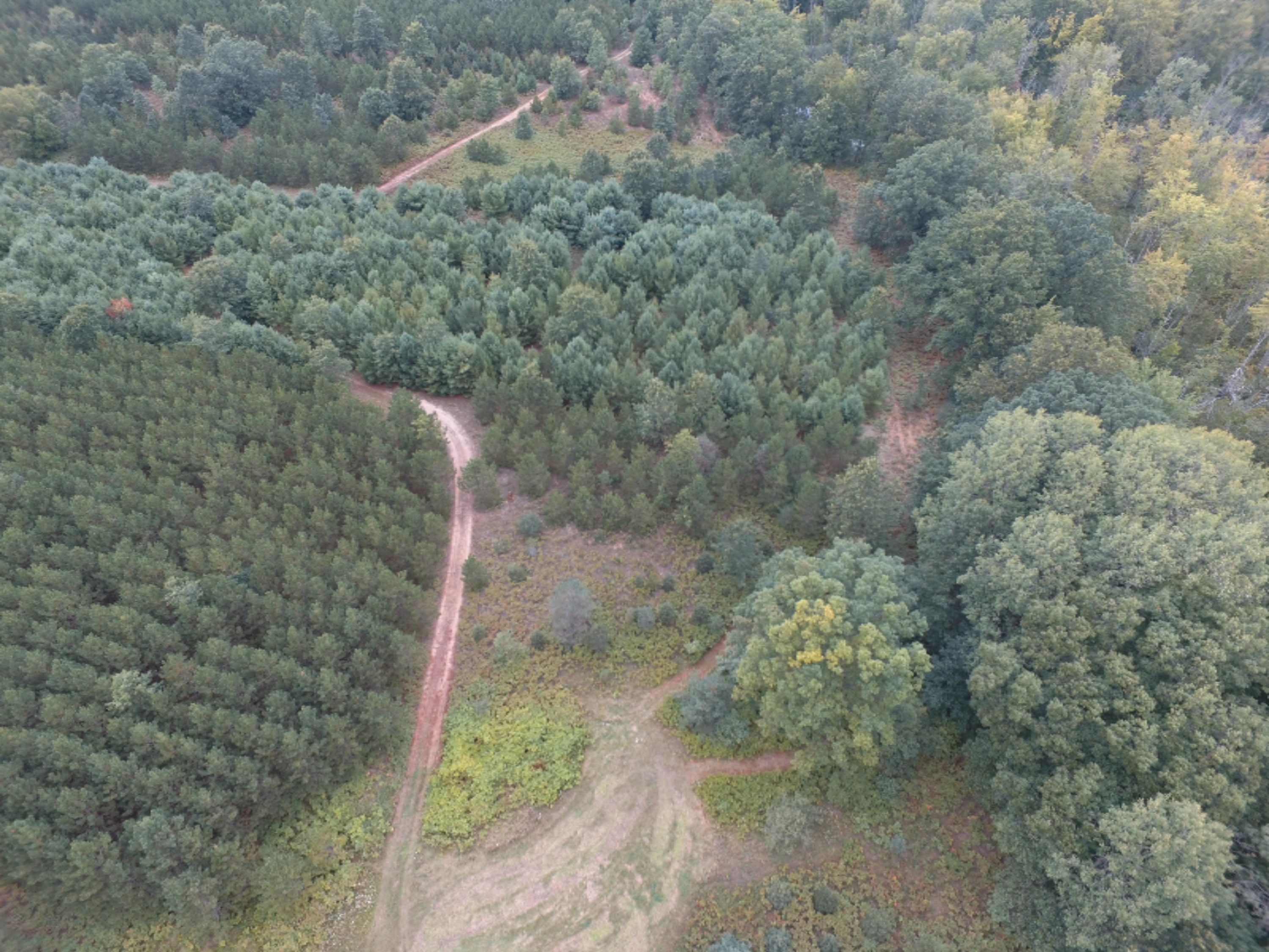 0 East Wilson Road Custer, MI 49405 - Photo 11 of 21 DJI_0285