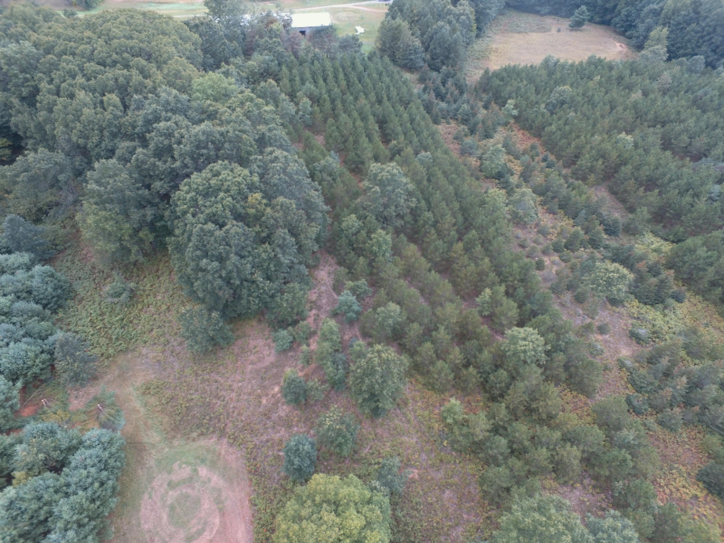 0 East Wilson Road Custer, MI 49405 - Photo 14 of 21 DJI_0280