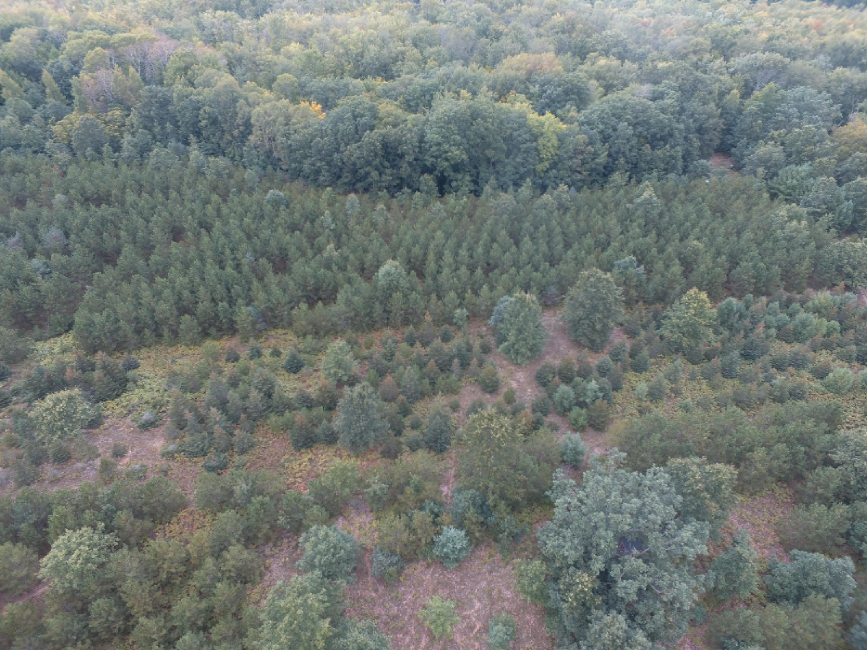 0 East Wilson Road Custer, MI 49405 - Photo 15 of 21 DJI_0279