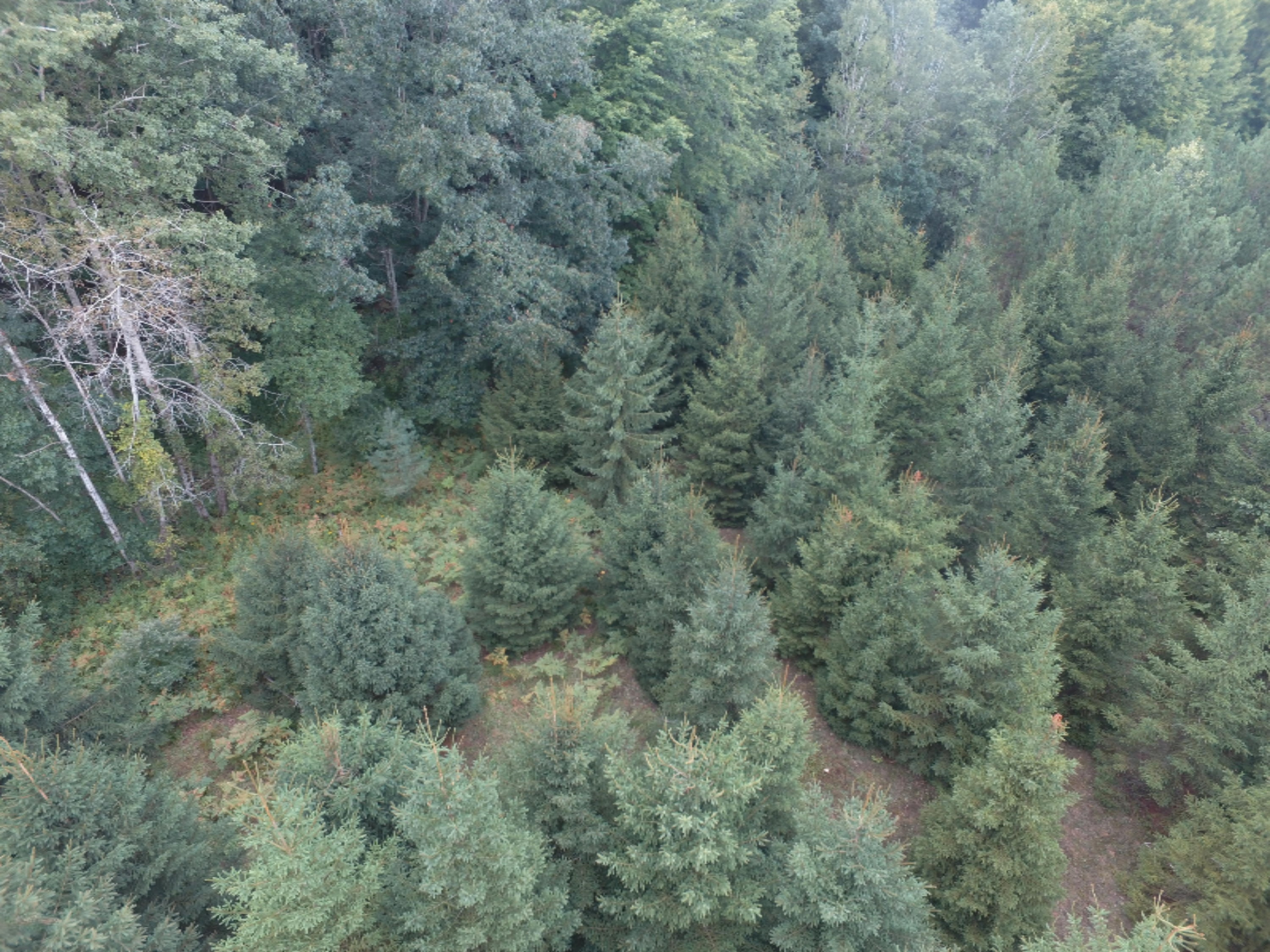 0 East Wilson Road Custer, MI 49405 - Photo 18 of 21 DJI_0273