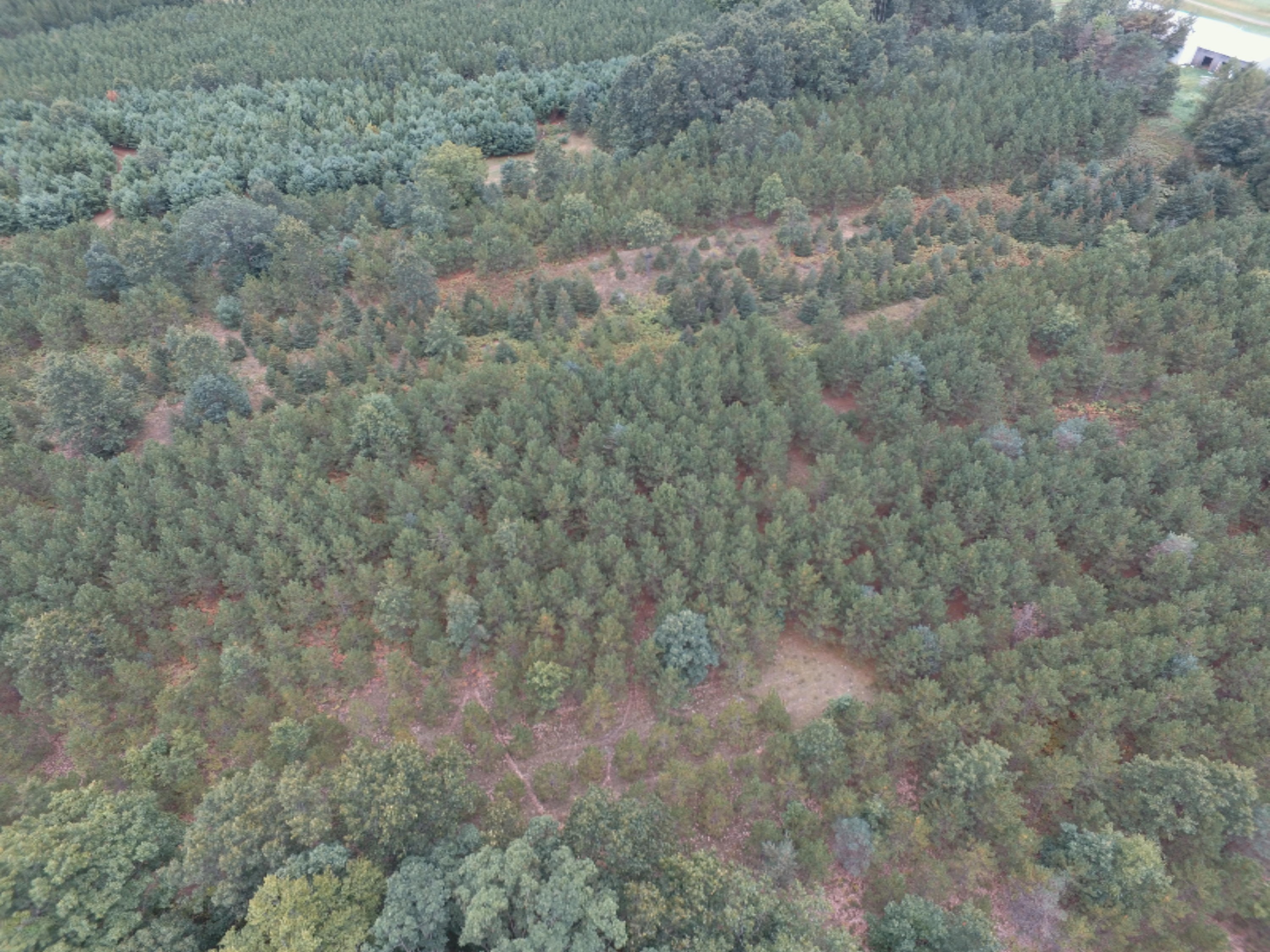 0 East Wilson Road Custer, MI 49405 - Photo 5 of 21 DJI_0294