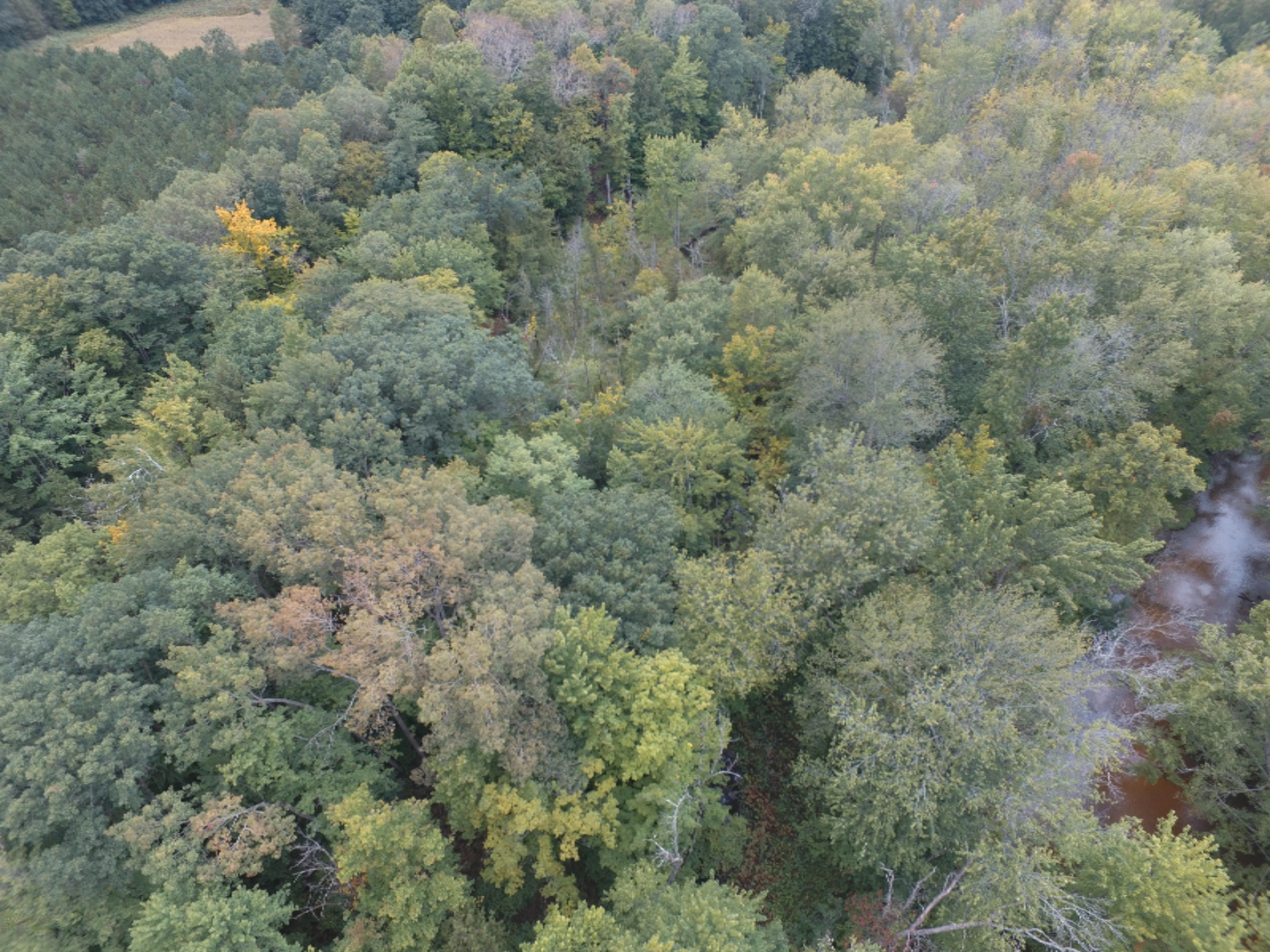 0 East Wilson Road Custer, MI 49405 - Photo 6 of 21 DJI_0291