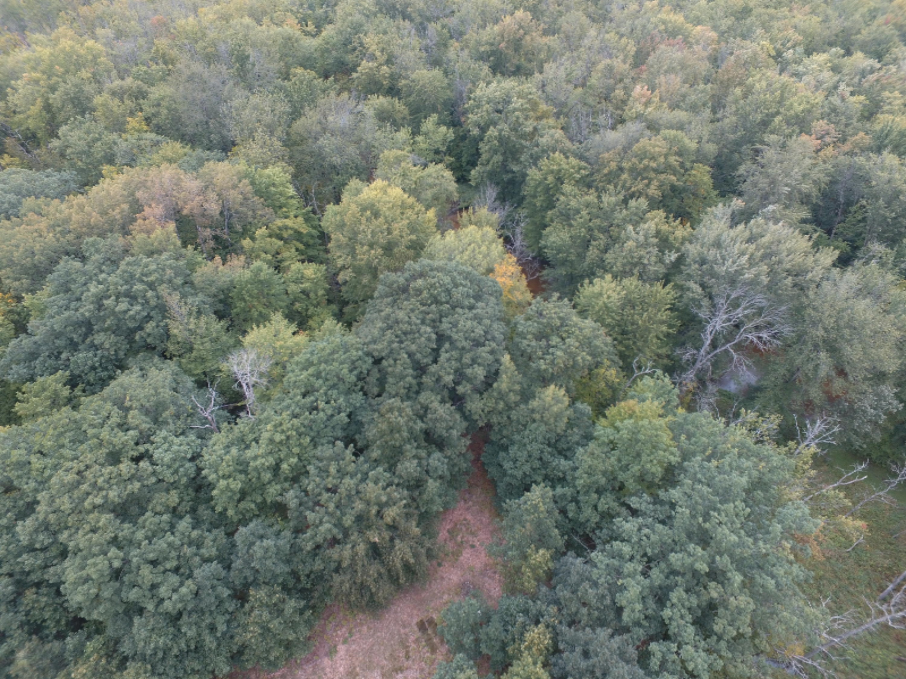 0 East Wilson Road Custer, MI 49405 - Photo 8 of 21 DJI_0288
