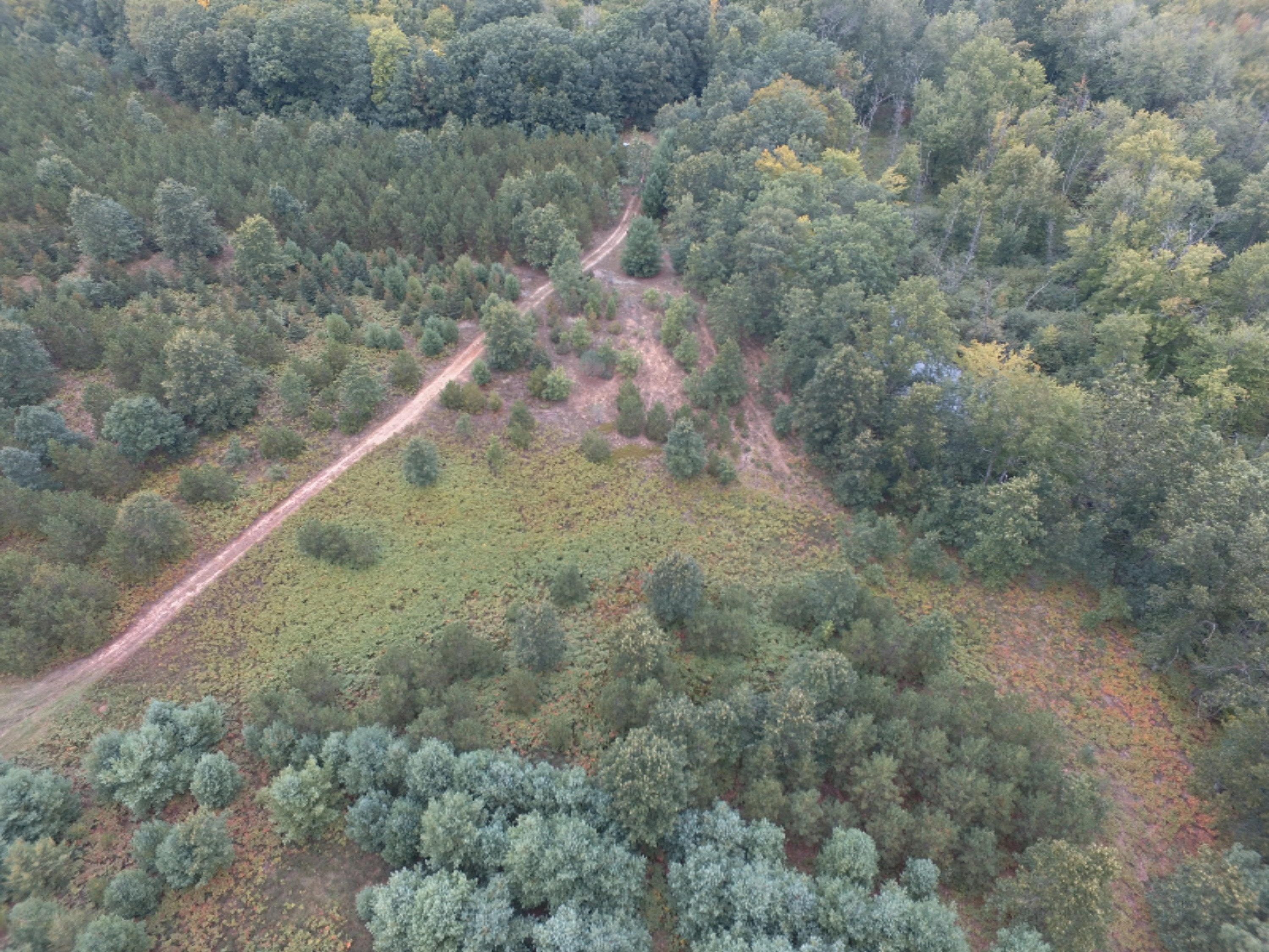 0 East Wilson Road Custer, MI 49405 - Photo 10 of 21 DJI_0286