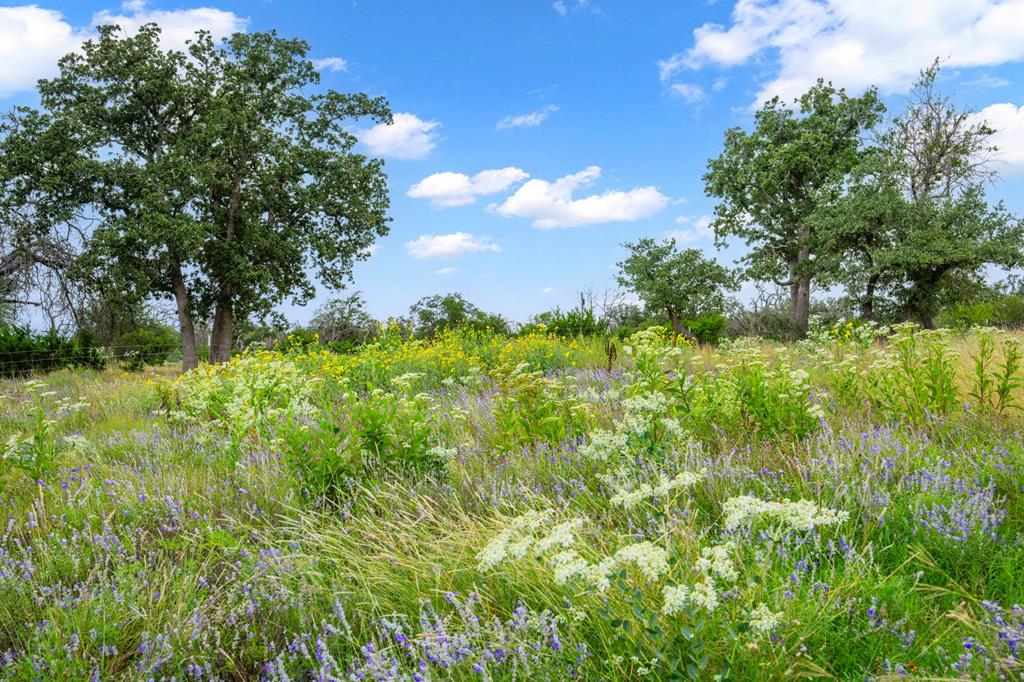2320 Fiedler Road Harper, TX 78631 - Photo 38 of 62 a view of a yard with plants and a tree