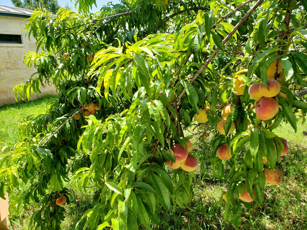 2320 Fiedler Road Harper, TX 78631 - Photo 45 of 62 a view of a plant