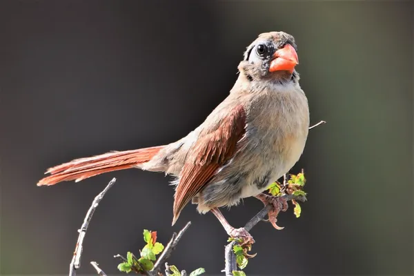 a close up of a plant in a garden