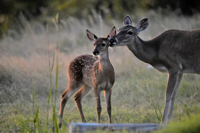 $1,750,000 | 2320 Fiedler Road, Harper, TX 78631