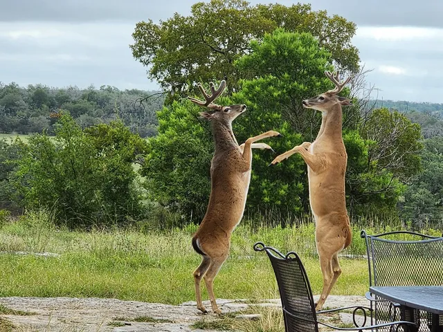 $1,750,000 | 2320 Fiedler Road, Harper, TX 78631