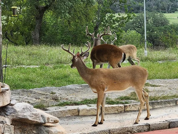 $1,750,000 | 2320 Fiedler Road, Harper, TX 78631