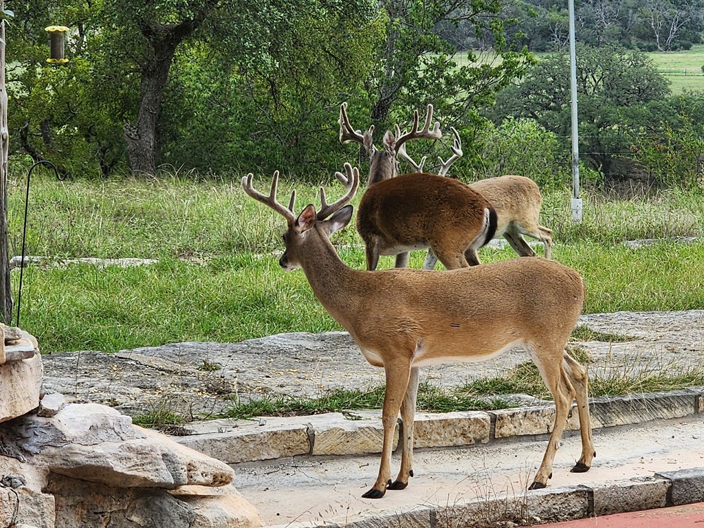 2320 Fiedler Road Harper, TX 78631 - Photo 58 of 62 a backyard of a house with table and chairs