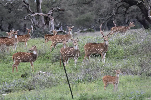 $1,750,000 | 2320 Fiedler Road, Harper, TX 78631