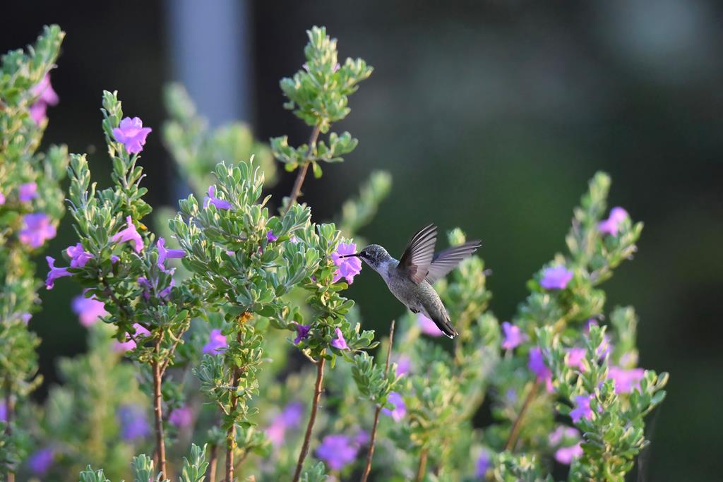 2320 Fiedler Road Harper, TX 78631 - Photo 61 of 62 a flower view