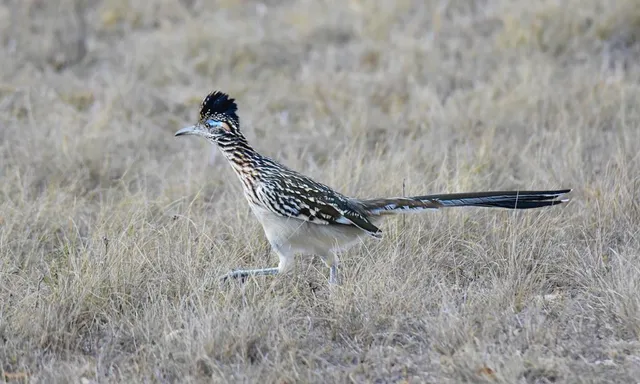 $1,750,000 | 2320 Fiedler Road, Harper, TX 78631