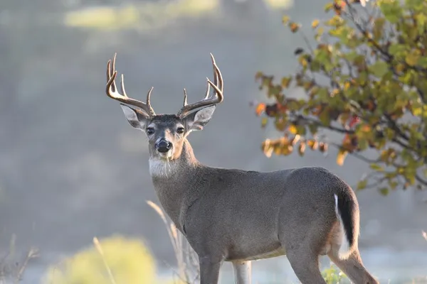 $1,750,000 | 2320 Fiedler Road, Harper, TX 78631