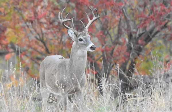 $1,750,000 | 2320 Fiedler Road, Harper, TX 78631