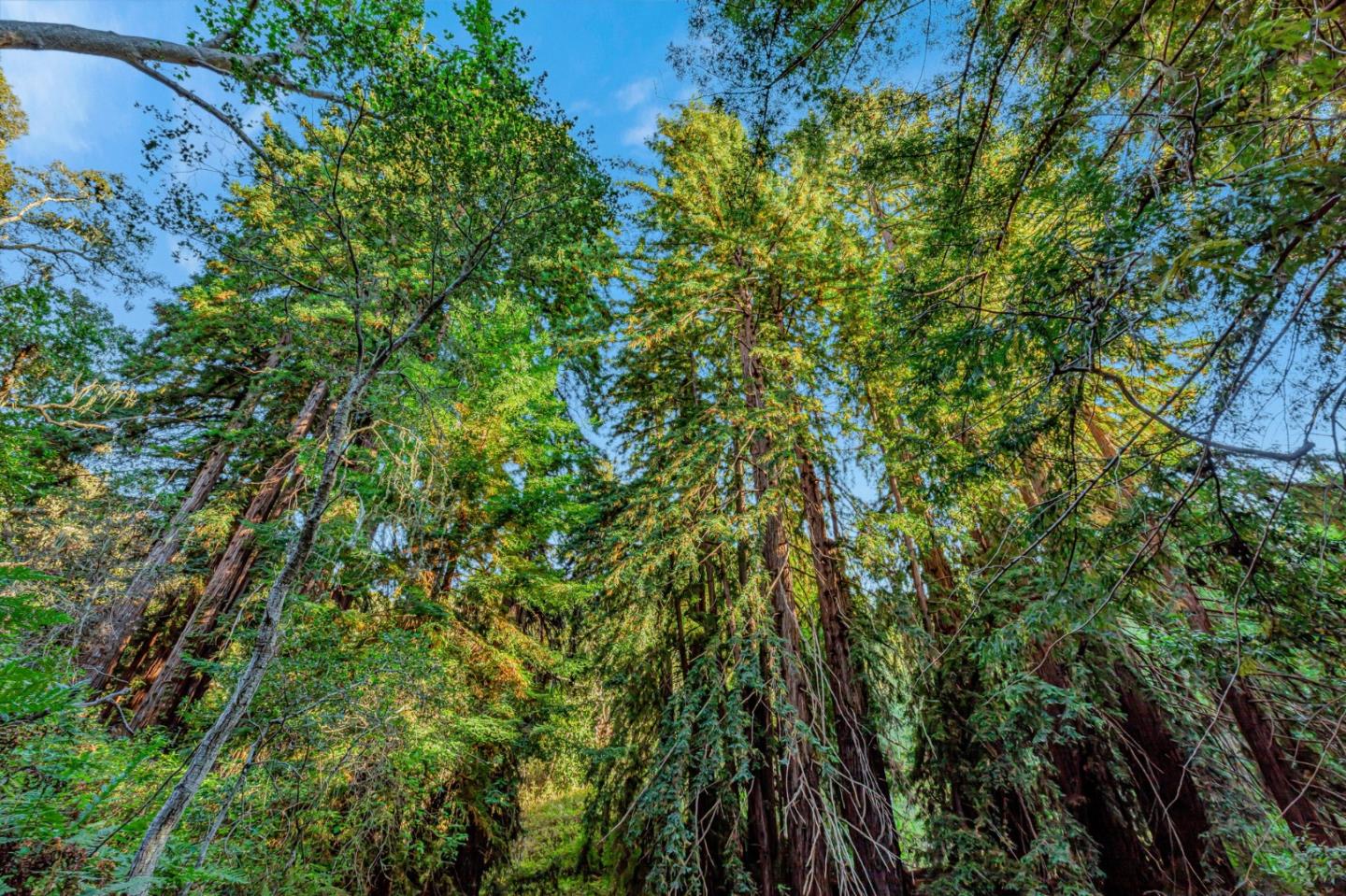 Adamo Adamo Ranch Carmel, CA 93923 - Photo 11 of 92 a view of a yard