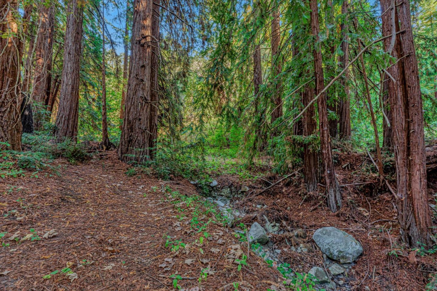 Adamo Adamo Ranch Carmel, CA 93923 - Photo 12 of 92 a view of a forest filled with trees