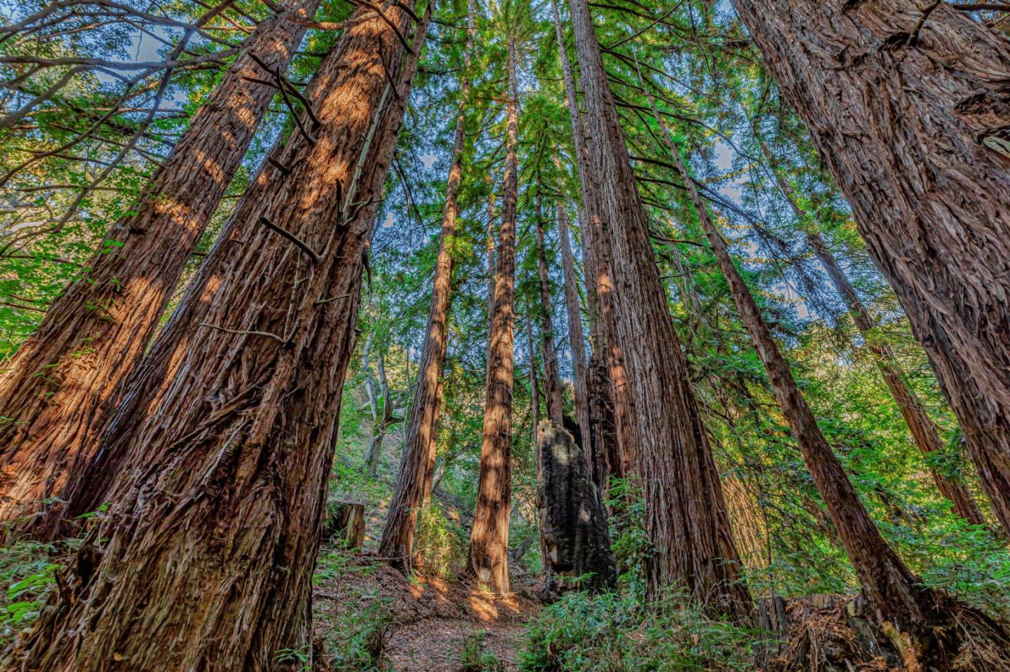 Adamo Adamo Ranch Carmel, CA 93923 - Photo 13 of 92