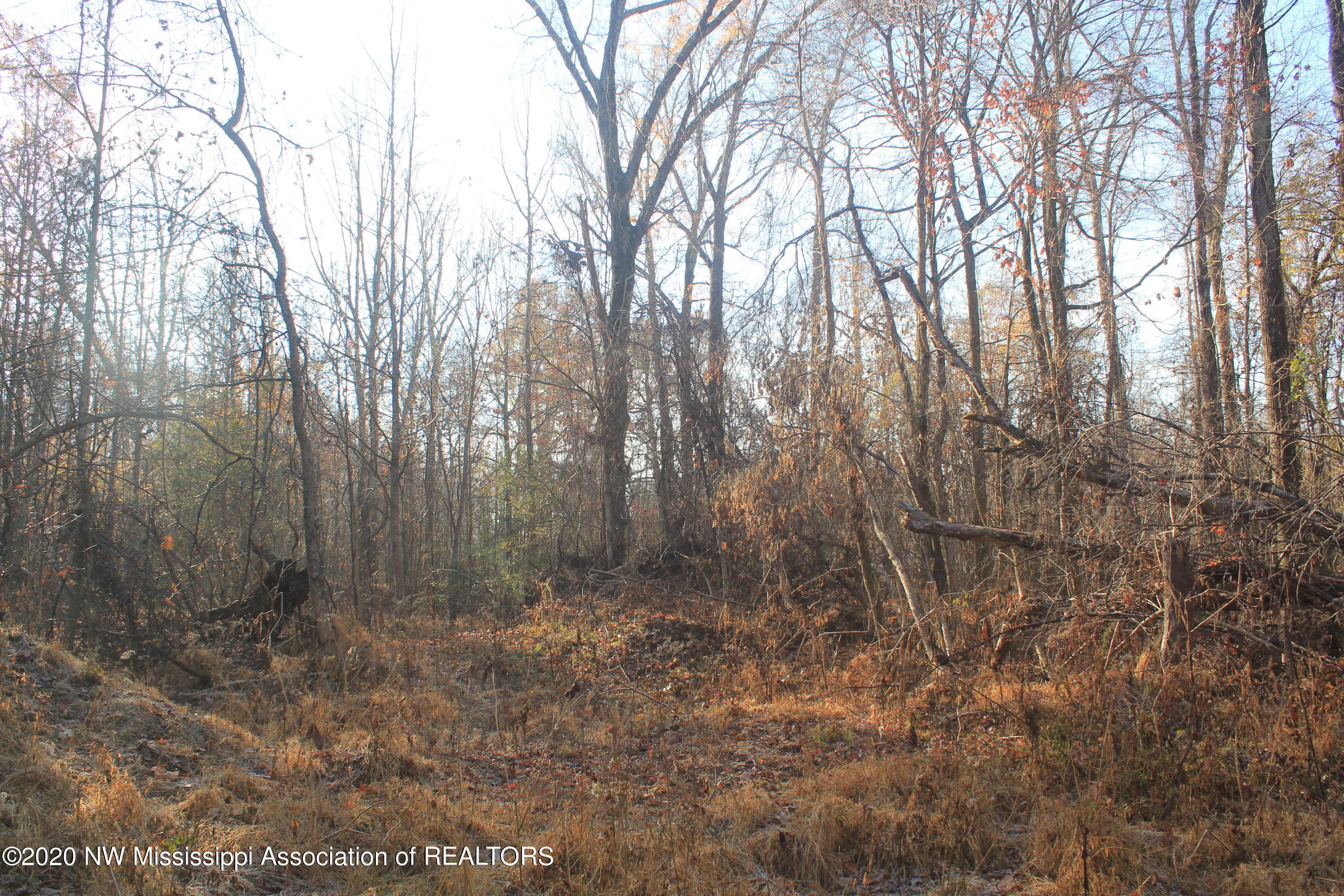 1601 Tulane Road Nesbit, MS 38651 - Photo 18 of 23 IMG_5495