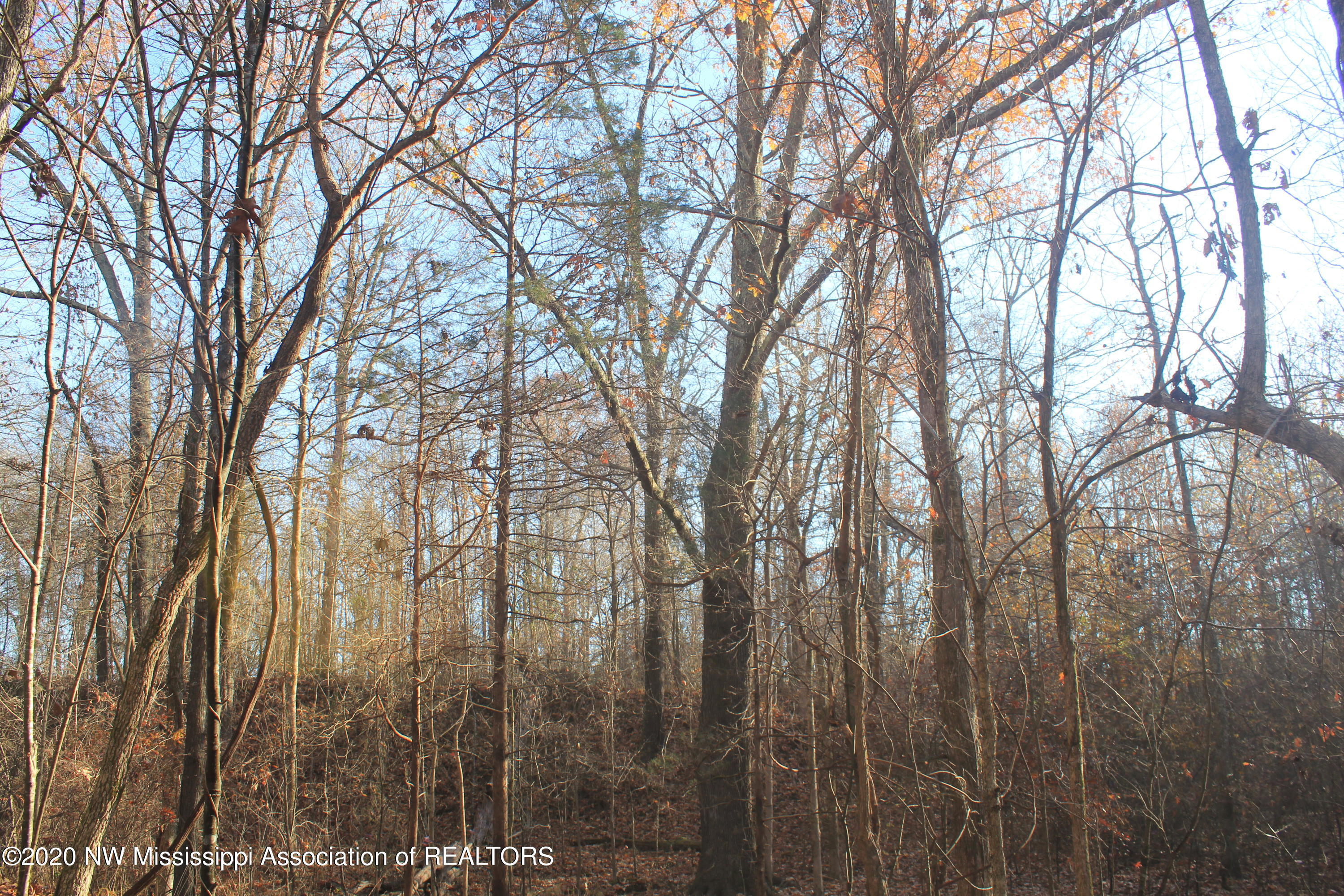1601 Tulane Road Nesbit, MS 38651 - Photo 20 of 23 IMG_5497