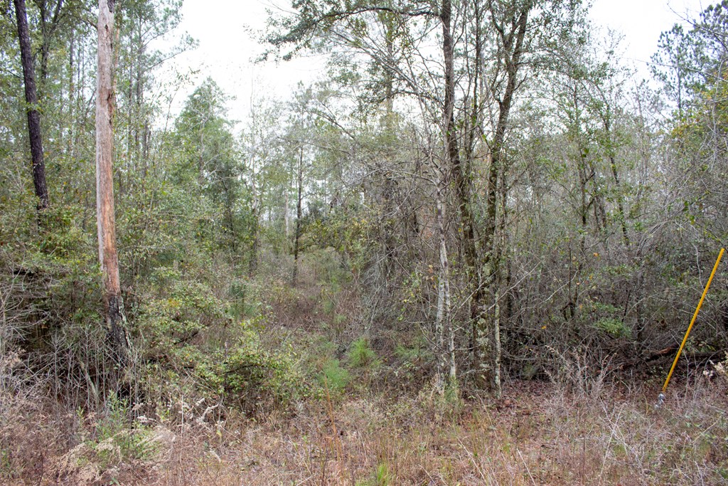 6 Gus Hughes Road Gordon, AL 36343 - Photo 5 of 10 Gallery Image 5