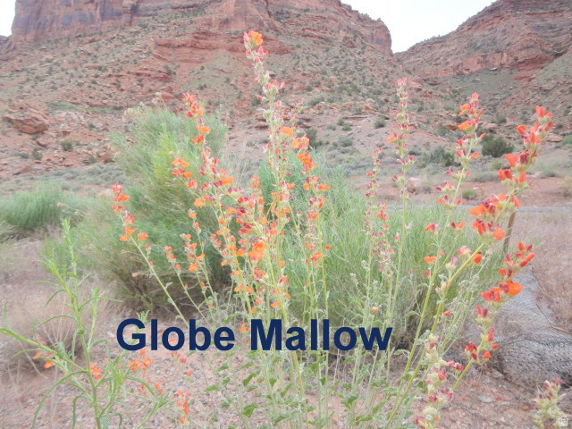 251 Thompson Cyn Road Green River, UT 84525 - Photo 20 of 32 Globe Mallow blooms twice a year.