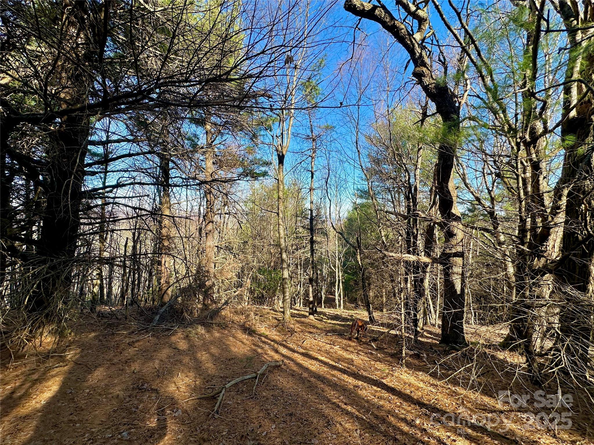 Tbd George Hayes Road Boone, NC 28607 - Photo 20 of 26
