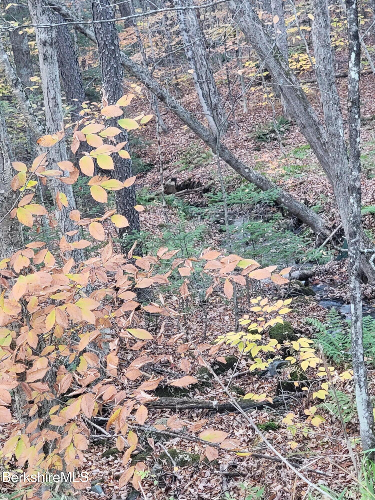 0 Haskell Road Hinsdale, MA 01235 - Photo 5 of 10 a yard with a tree
