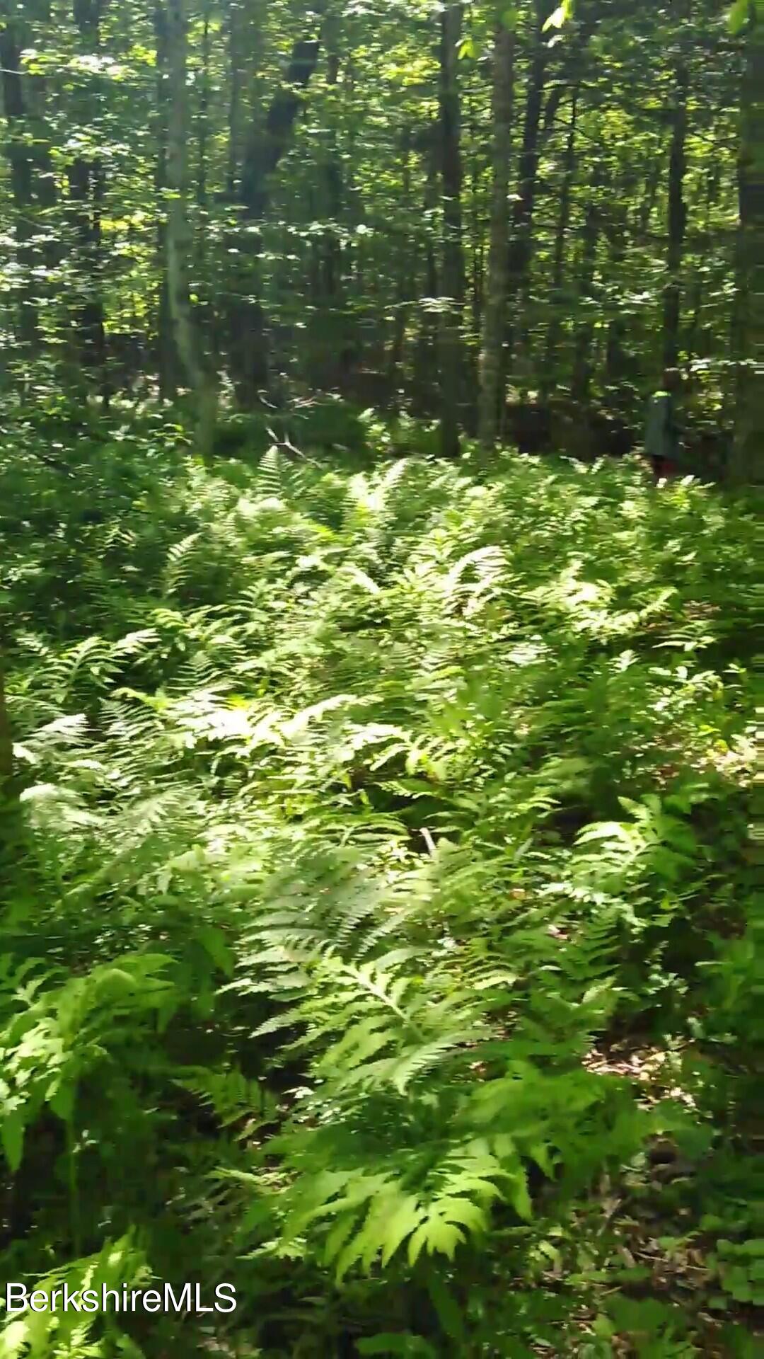 0 Haskell Road Hinsdale, MA 01235 - Photo 6 of 10 a view of a yard