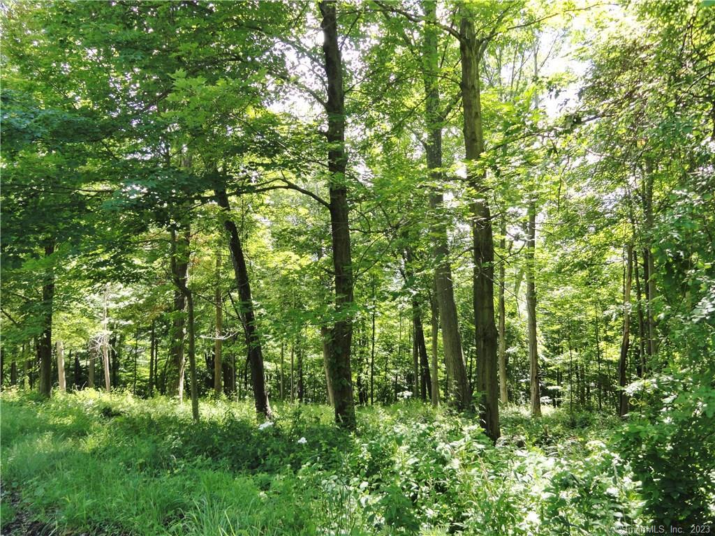a view of a lush green forest